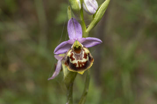 Image of Ophrys fuciflora subsp. candica E. Nelson ex Soó