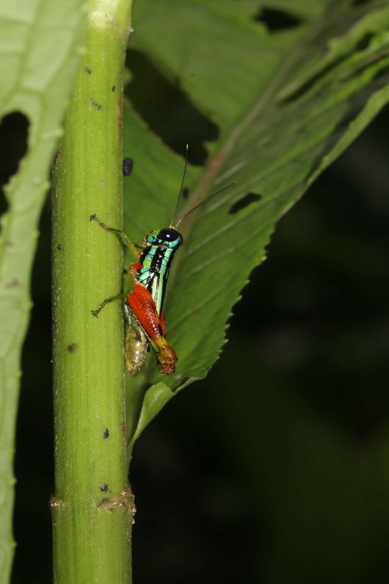 Image of Taeniophora femorata Bruner & L. 1907