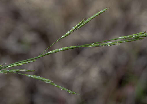 Image of Glyceria australis C. E. Hubb.