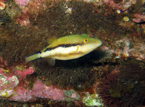 Image of Macaronesian Sharpnose-puffer