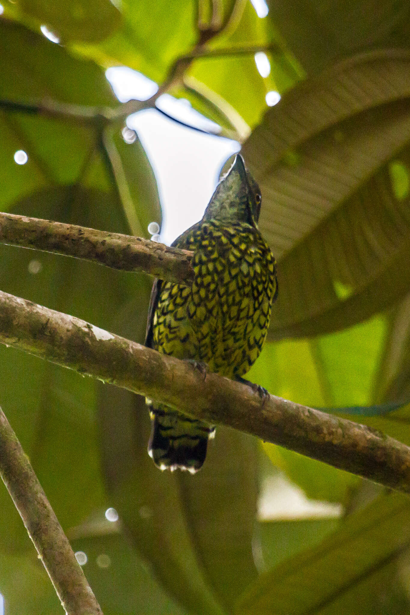 Imagem de Ampelioides Verreaux & J 1867