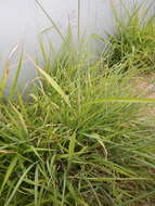 Image of Guinea Grass