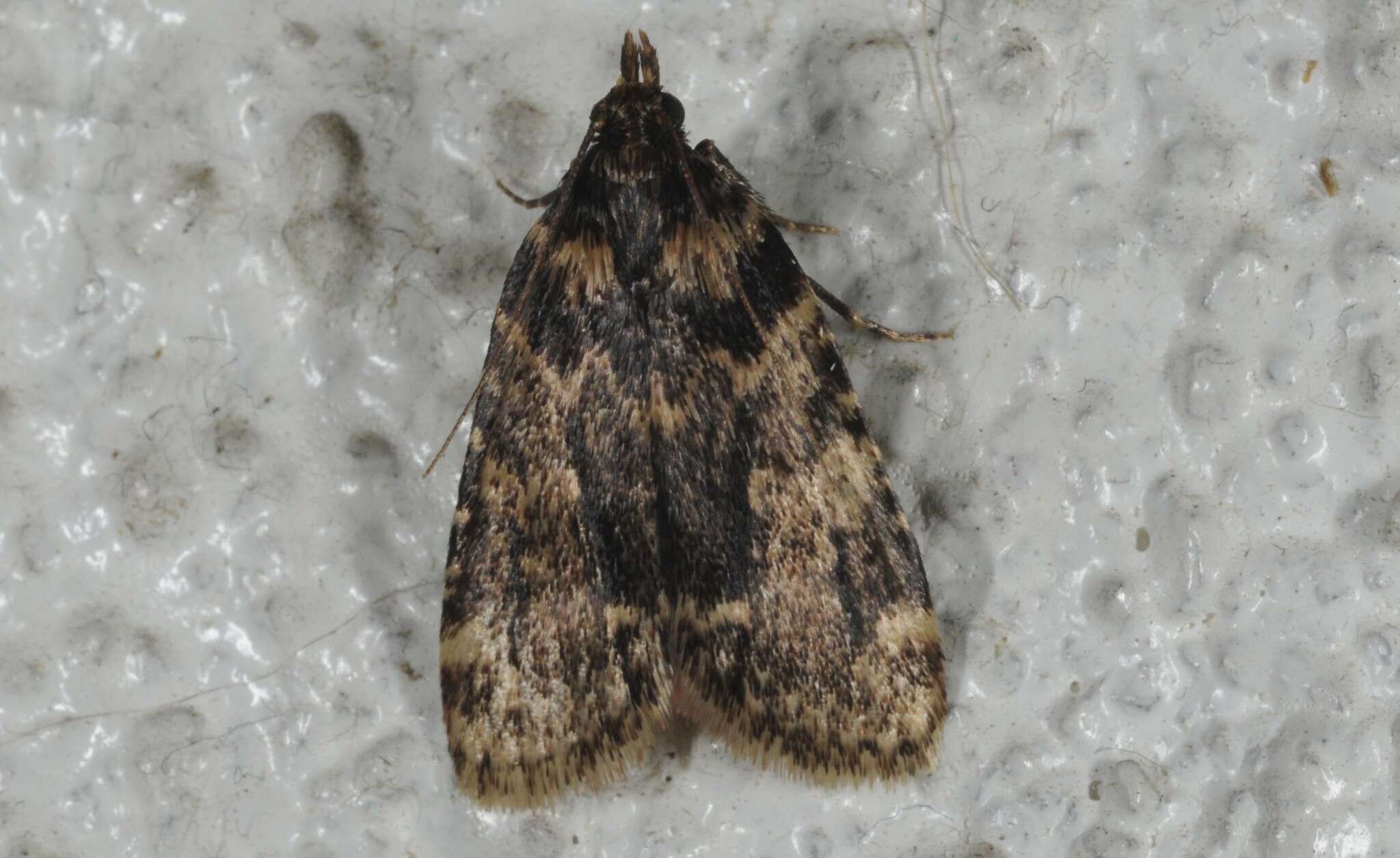 Image of Meal Moth