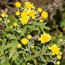 Image of Chrysanthemum lavandulifolium var. tomentellum Hand.-Mazz.