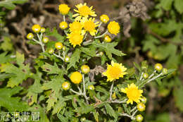 Image of Chrysanthemum lavandulifolium var. tomentellum Hand.-Mazz.