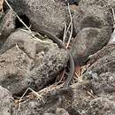 Sivun Pseudalsophis biserialis eibli (Mertens 1960) kuva