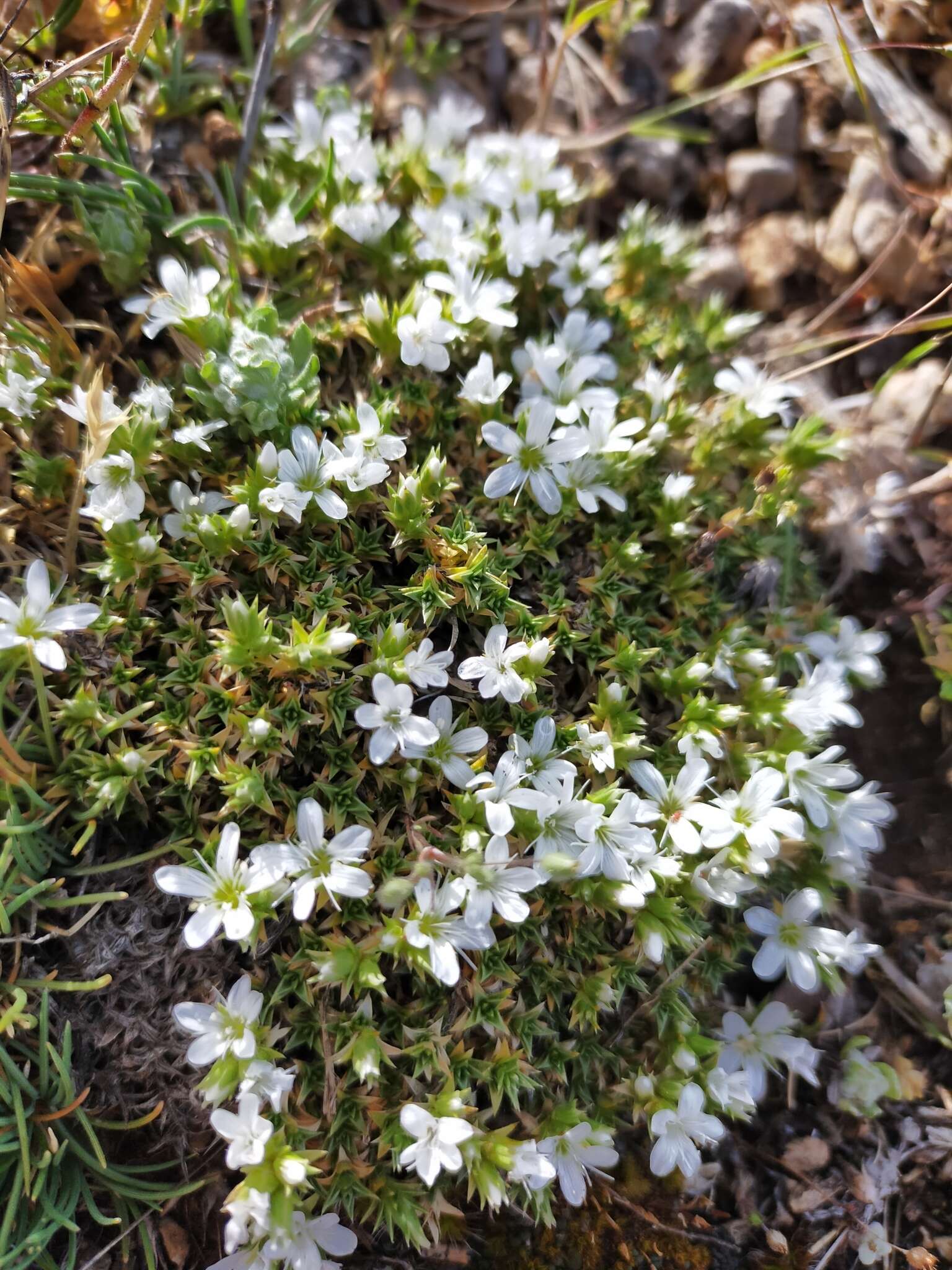 Image of Arenaria erinacea Boiss.