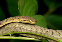 Image of Yellow-green Cat Snake