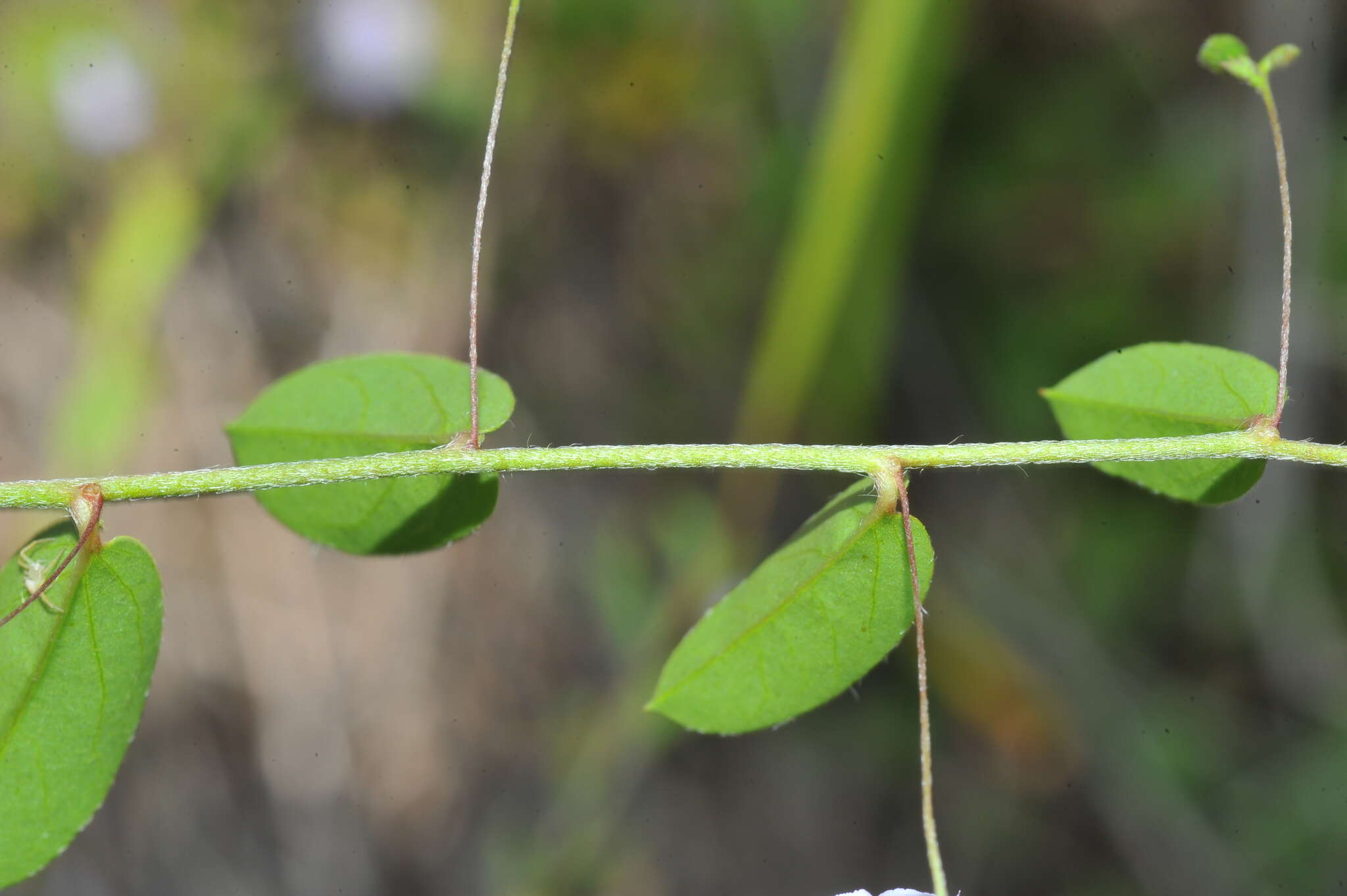 Image of Dwarf Bindweed