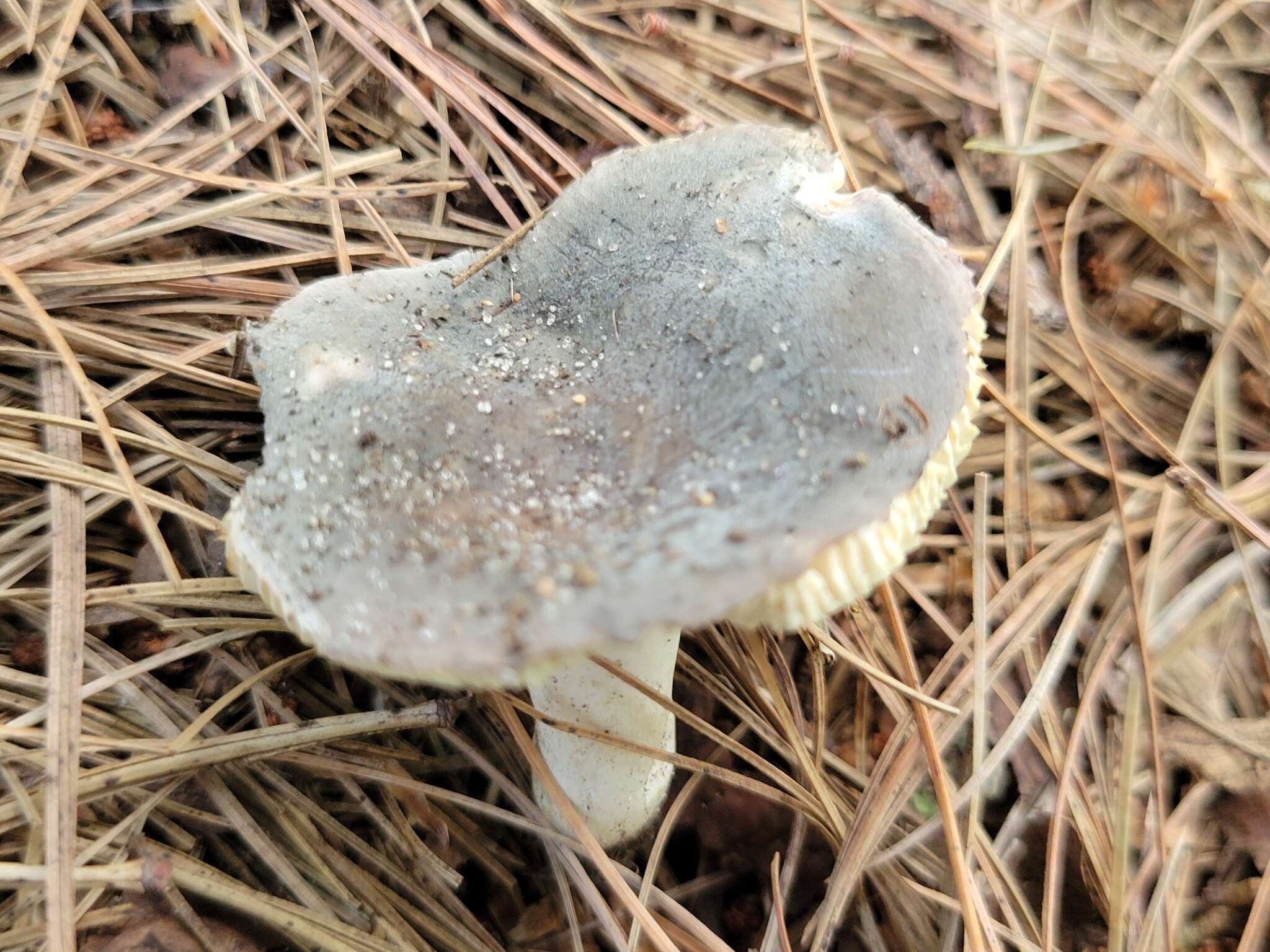 Image of Russula modesta Peck 1907