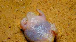 صورة Myobatrachus Schlegel ex Gray 1850