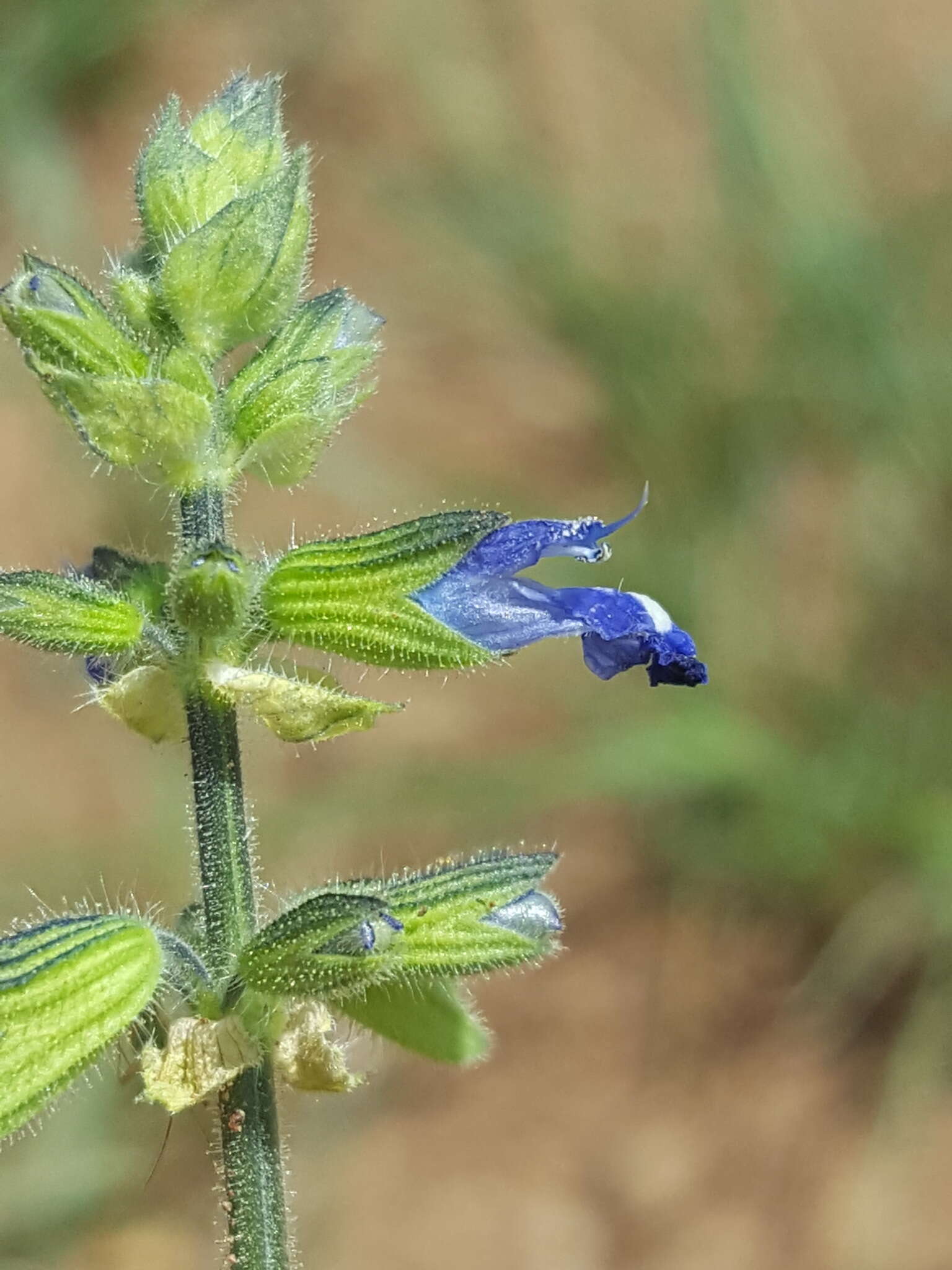 Image of sawtooth sage