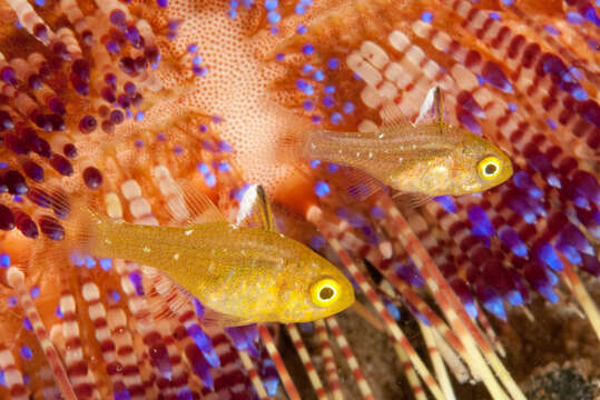 Image of Frostfin cardinalfish