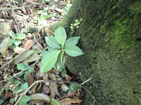 Image de Ardisia chinensis Benth.