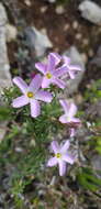 Sivun Oxalis subsessilis L. Bolus kuva