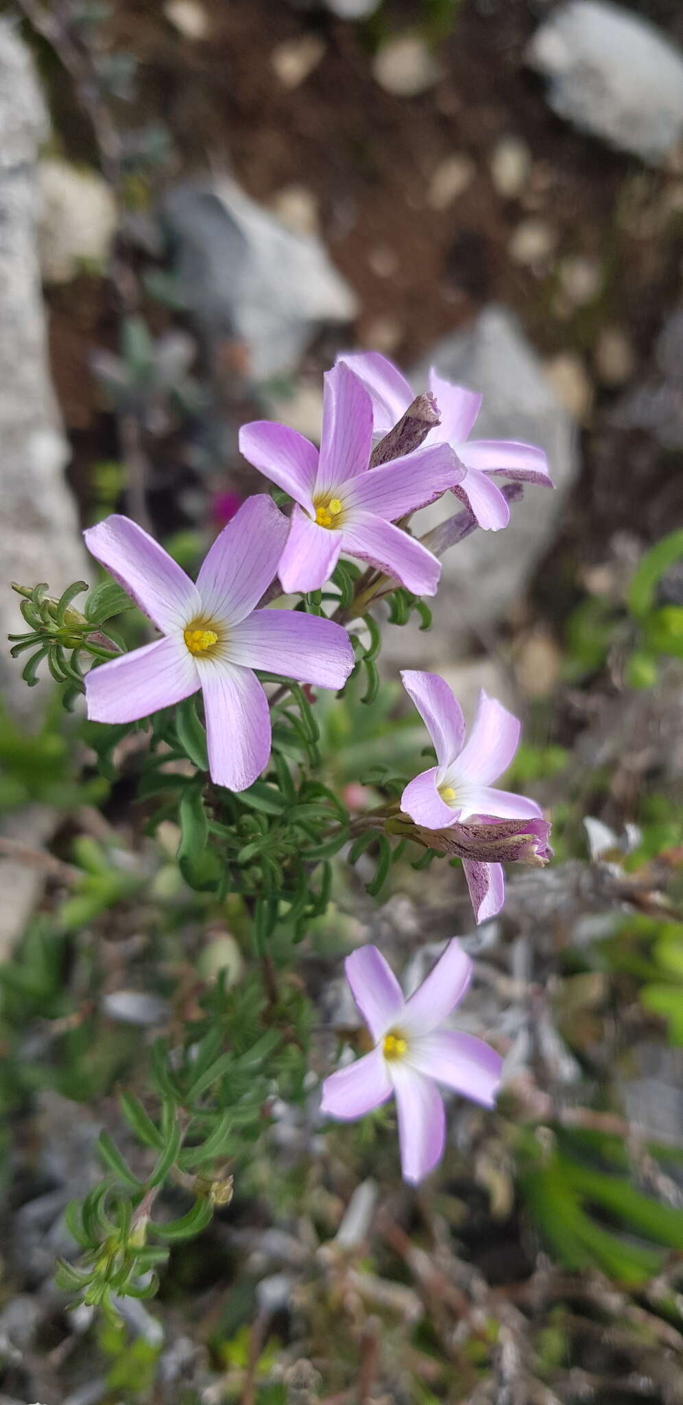 Imagem de Oxalis subsessilis L. Bolus