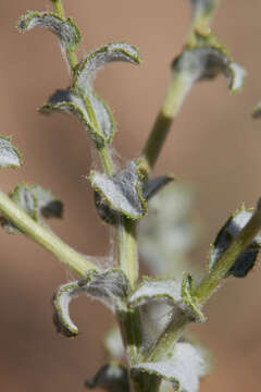 Lessingia pectinata var. tenuipes (J. T. Howell) Markos resmi