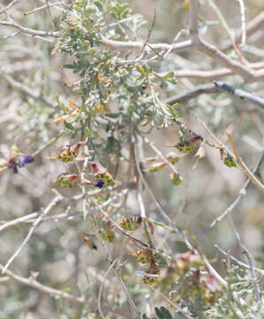 Image of California indigobush