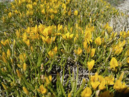 Image de Genista lobelii DC.