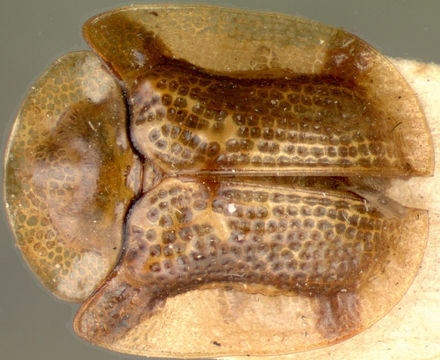 Image of <i>Cassida</i> (<i>Crepidaspis</i>) <i>quadriramosa</i> Gressitt 1952