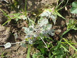 Image of Erysiphe circaeae L. Junell 1967