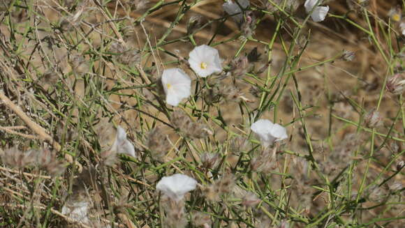 Image of Convolvulus virgatus Boiss.