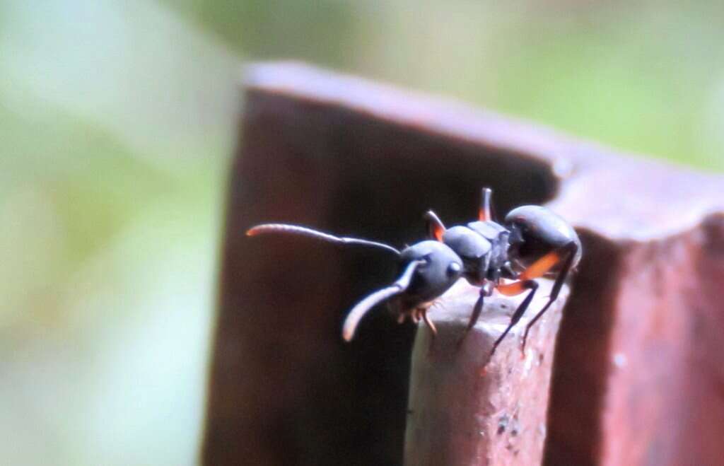 Image de Polyrhachis femorata Smith 1858