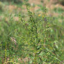 Image of Rumex pulcher subsp. woodsii (De Not.) Arcangeli