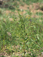 Image of Rumex pulcher subsp. woodsii (De Not.) Arcangeli