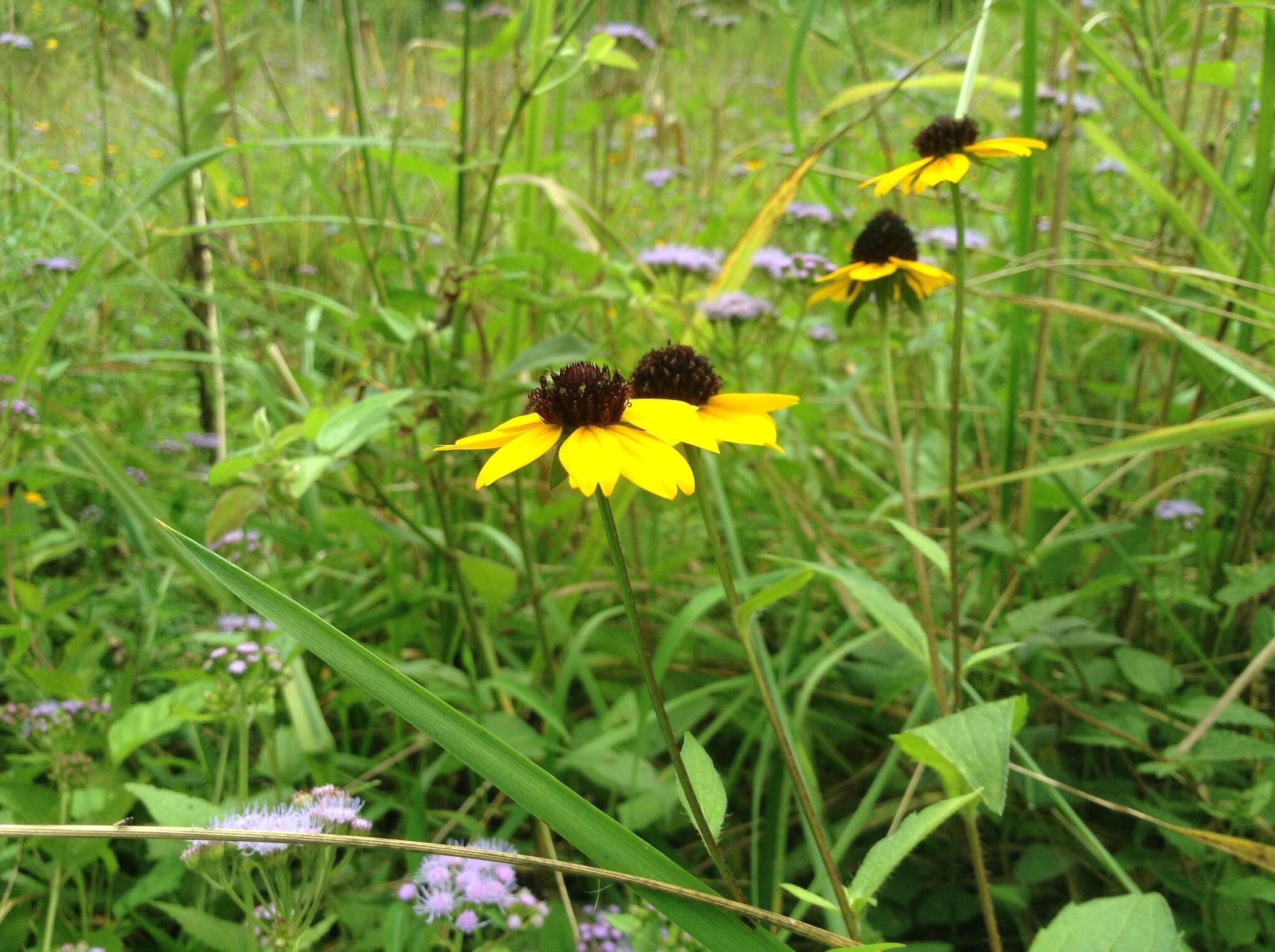 Image of browneyed Susan