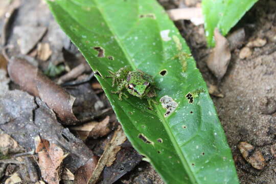 Image of Tsarafidy Madagascar Frog