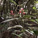 Skimmia japonica var. orthoclada (Hayata) T. C. Ho resmi