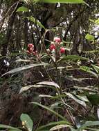 Imagem de Skimmia japonica var. orthoclada (Hayata) T. C. Ho