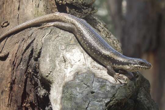 Image of Tree Skink