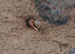 Image of Galápagos Fiddler Crab