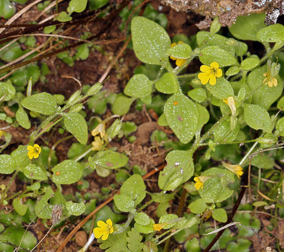 Image of Erythranthe taylorii G. L. Nesom