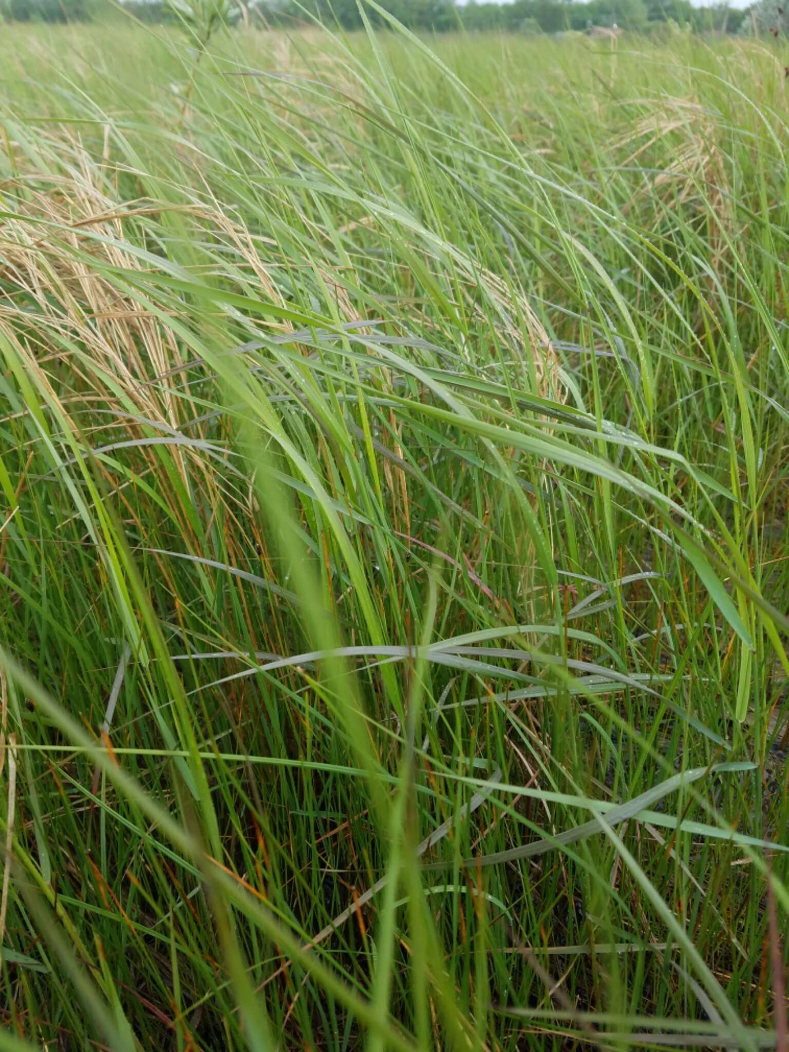 Image of Calamagrostis canadensis (Michx.) P. Beauv.