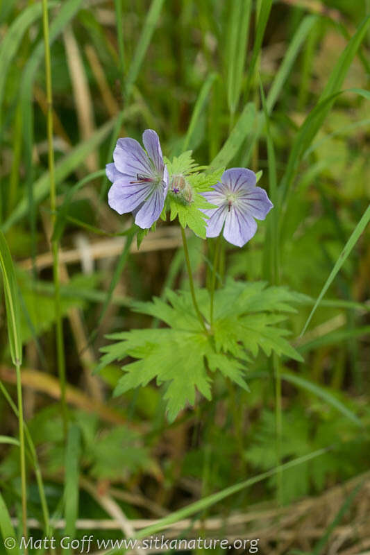 Imagem de Geranium erianthum DC.