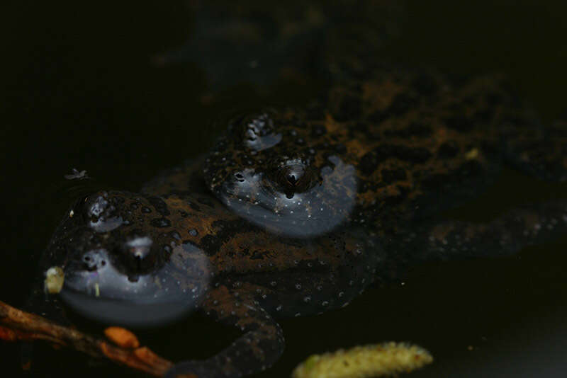 Image de Bombina orientalis (Boulenger 1890)