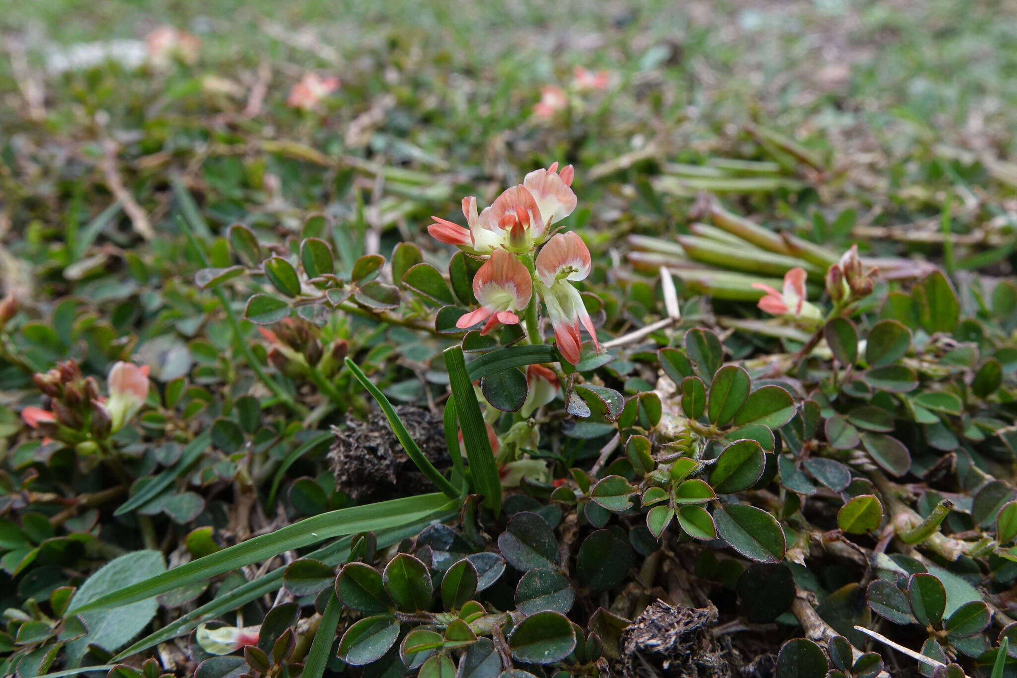 Indigofera spicata Forssk. resmi