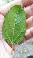 Rhamnus glandulosa Ait. resmi