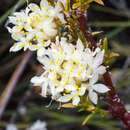 Image of Lachnaea naviculifolia Compton