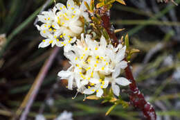 Image of Lachnaea naviculifolia Compton