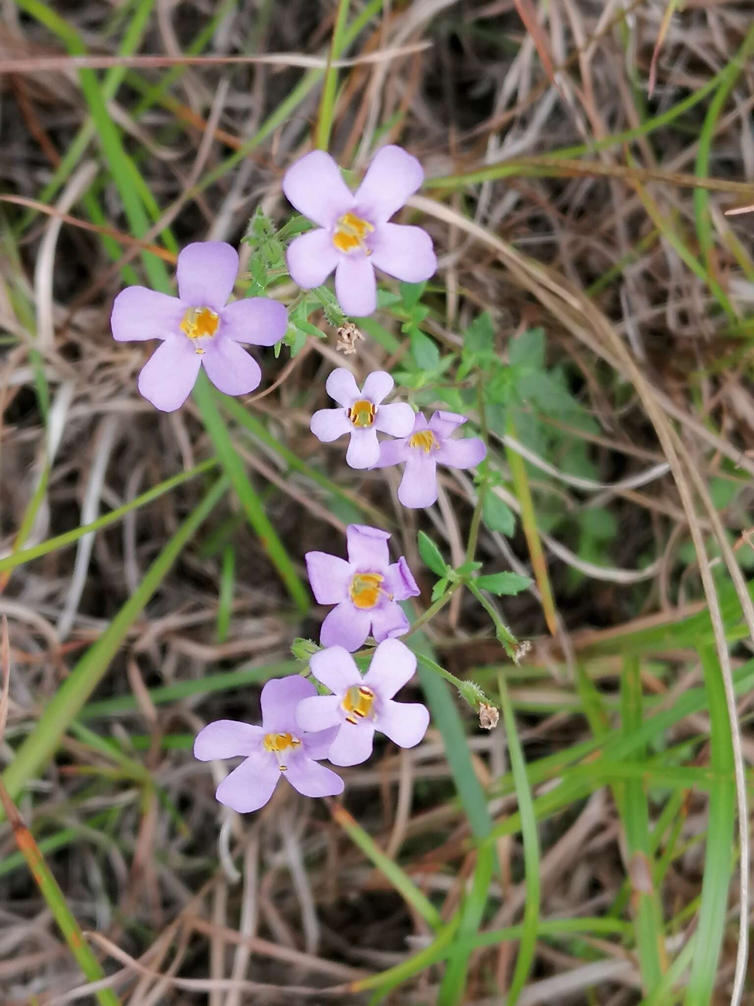 Image de Sutera polyantha (Benth.) Kuntze