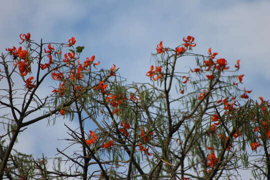 Image of mountain immortelle