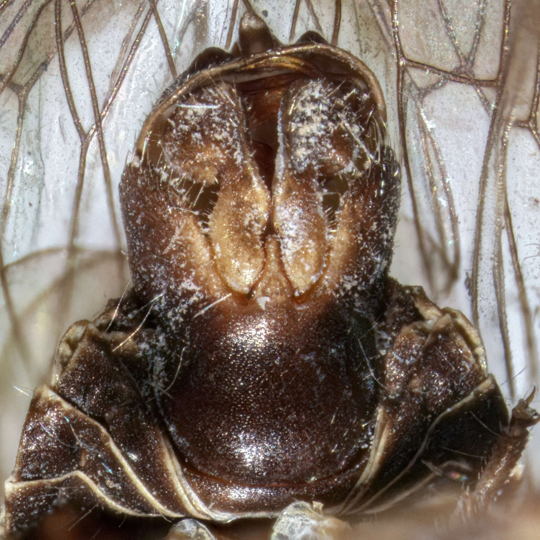 Image of Melanoliarus dimidiatus (Berg 1879)