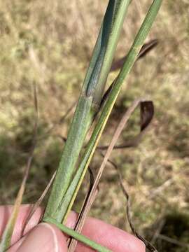 Image de Paspalum bifidum (Bertol.) Nash