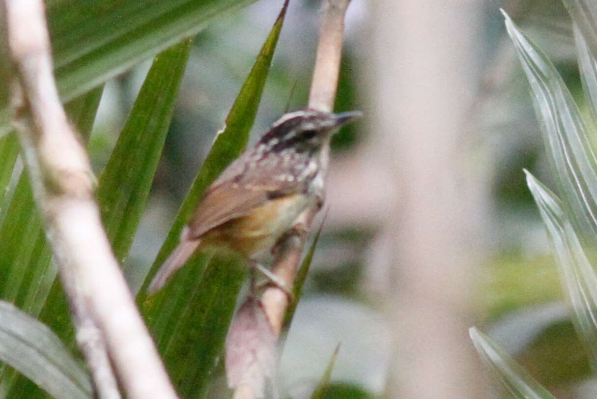 Image of Imeri Warbling Antbird