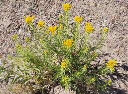 Image of Rusby's goldenbush