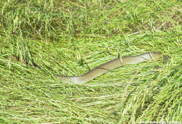 Image of Coluber constrictor flaviventris Say ex James 1823